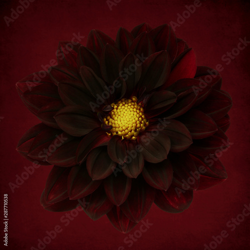 Close up of red dahlia