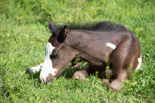 beautiful pinto or paint thoroughbred horse taking a nap in the field  in a sunny summer day