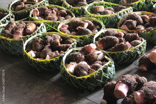 Samoan using coconut leaves to weave a basket for carrying the agricultural product.