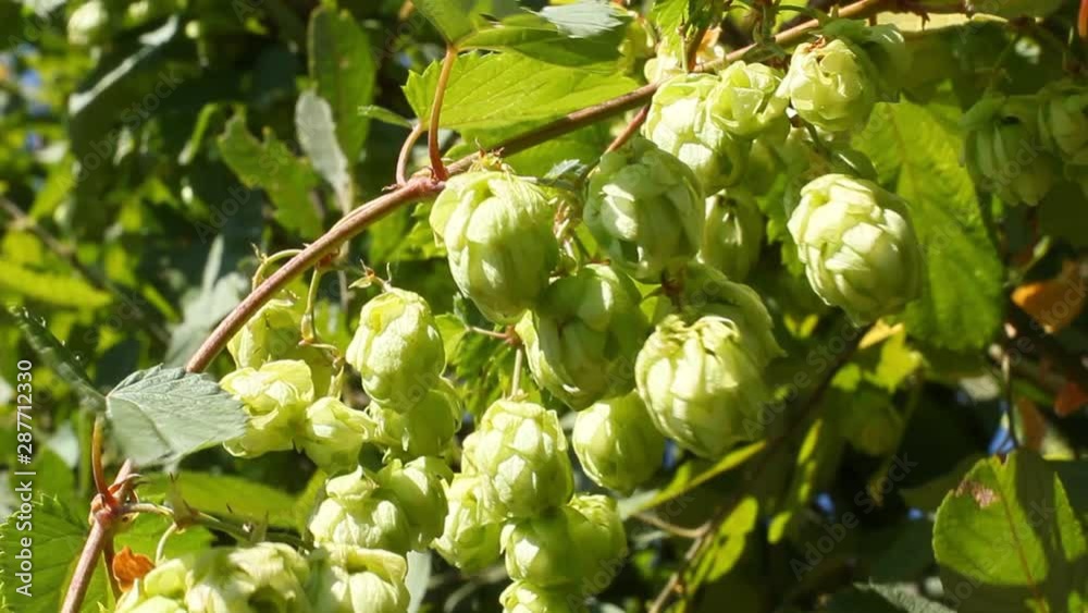 Fresh leaves field closeup concept, hop cones for making beer and bread, Fresh leaves field closeup concept, hop cones for making beer and bread,