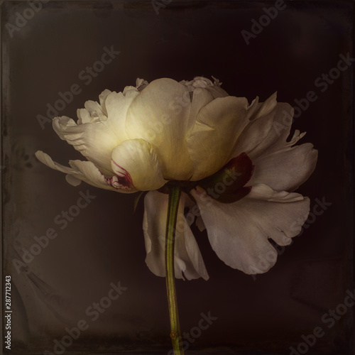 Close up of peony