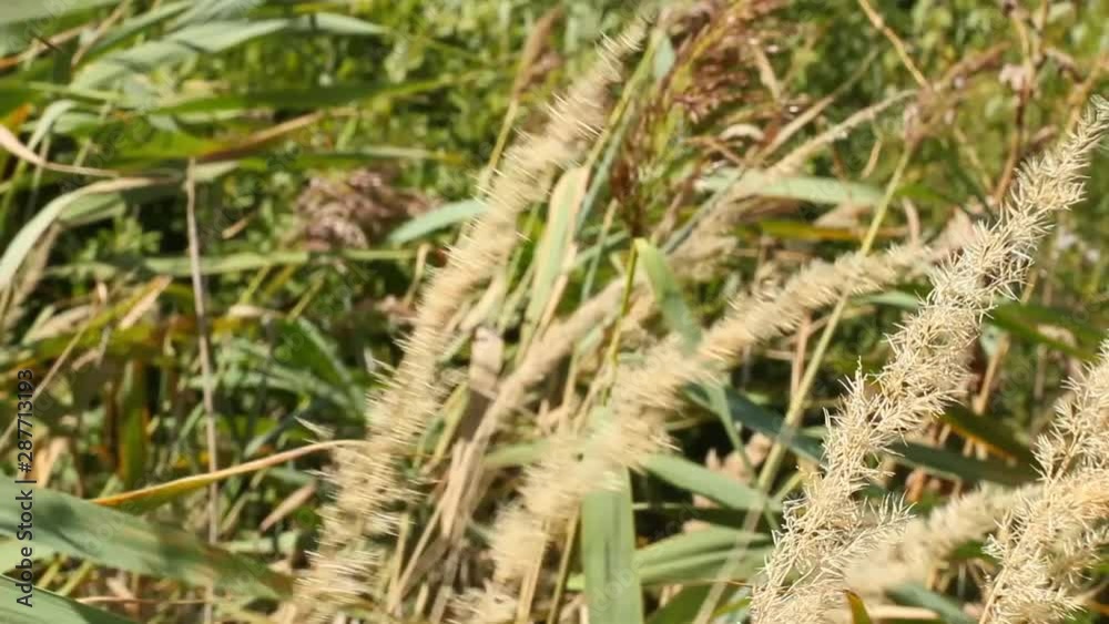 Colorful background with lush grass and flowers developing in the field in the wind, amazing pennisetum closeup concept , Feather Grass 