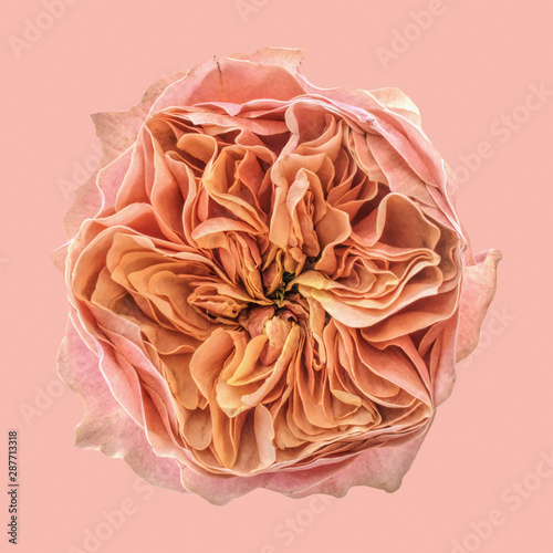Close up of pink rose