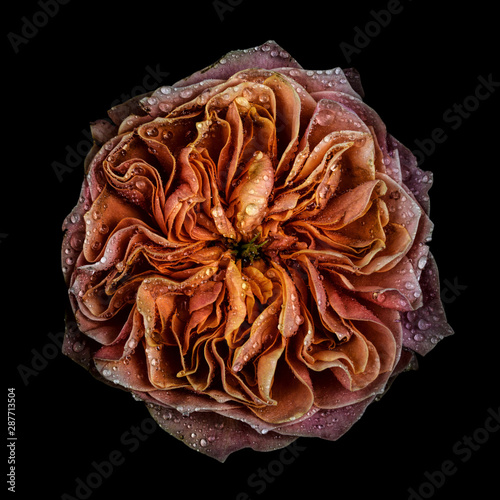 Rose, close-up