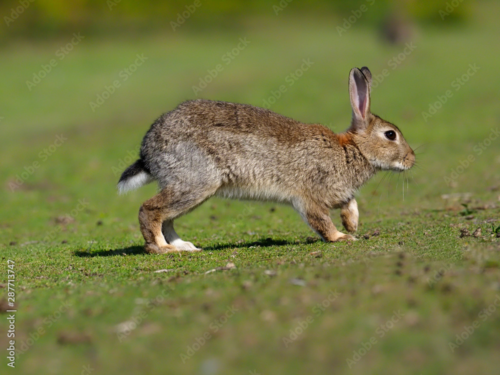 Fototapeta premium Rabbit, Oryctolagus cuniculus,