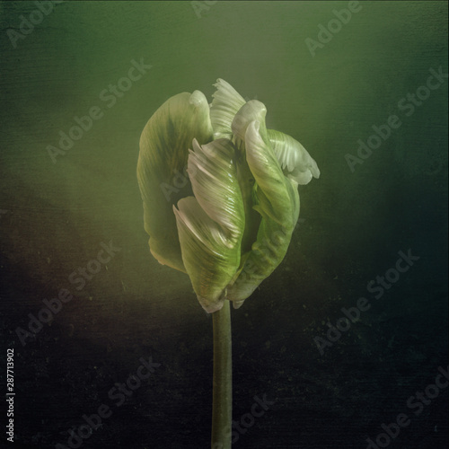 Green tulip bud