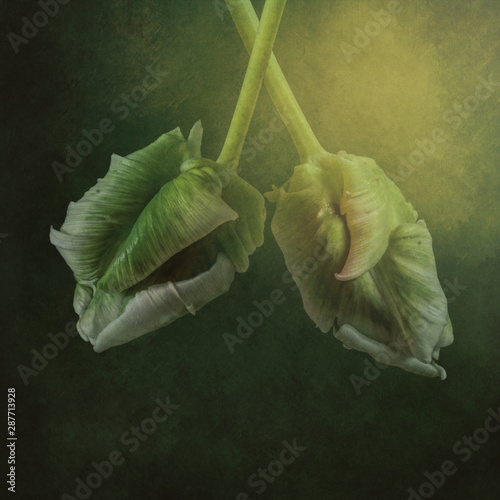 two tulips green and white