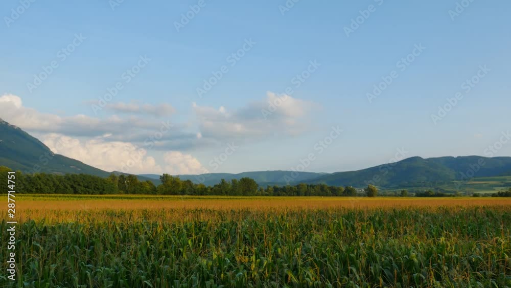 large cornfield in summer on a hot afternoon with cloudy sky and mountains large cornfield in summer on a hot afternoon with cloudy sky and mountains