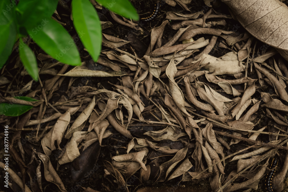Top view Dry leaves plant on floor in the nature with blurred green leaf from tree, copy space for text, ecology nature frame . Top view Dry leaves plant on floor in the nature with blurred green leaf from tree, copy space for text, ecology nature frame .