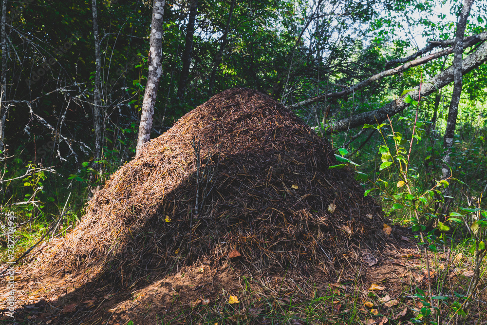 Obraz premium Anthill in the forest