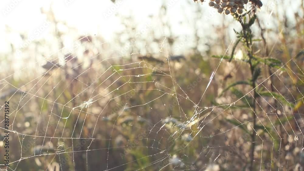 Spider web in the beautiful day, space to add text on blurry web, green bush tree, cobweb closeup concept Spider web in the beautiful day, space to add text on blurry web, green bush tree, cobweb closeup concept
