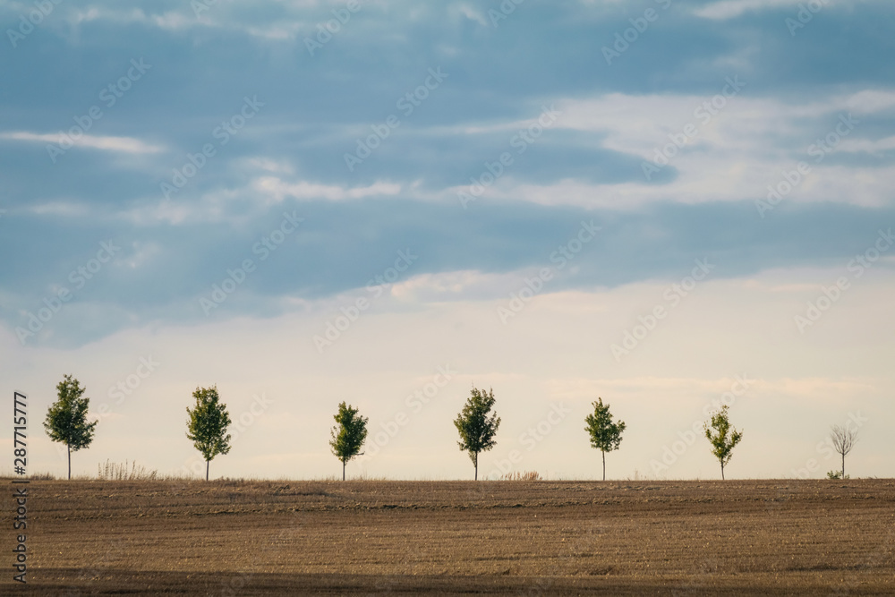 Row of trees on the Czech field
