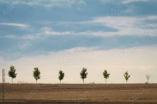 Obraz na płótnie Row of trees on the Czech field w salonie