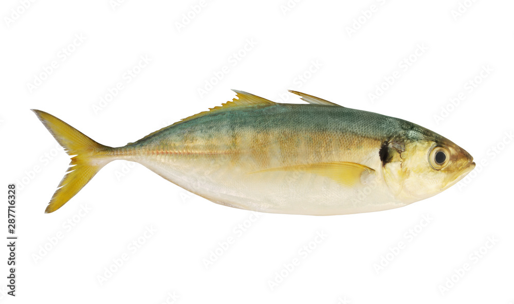 Fresh horse mackerel fish isolated on white background Fresh horse mackerel fish isolated on white background