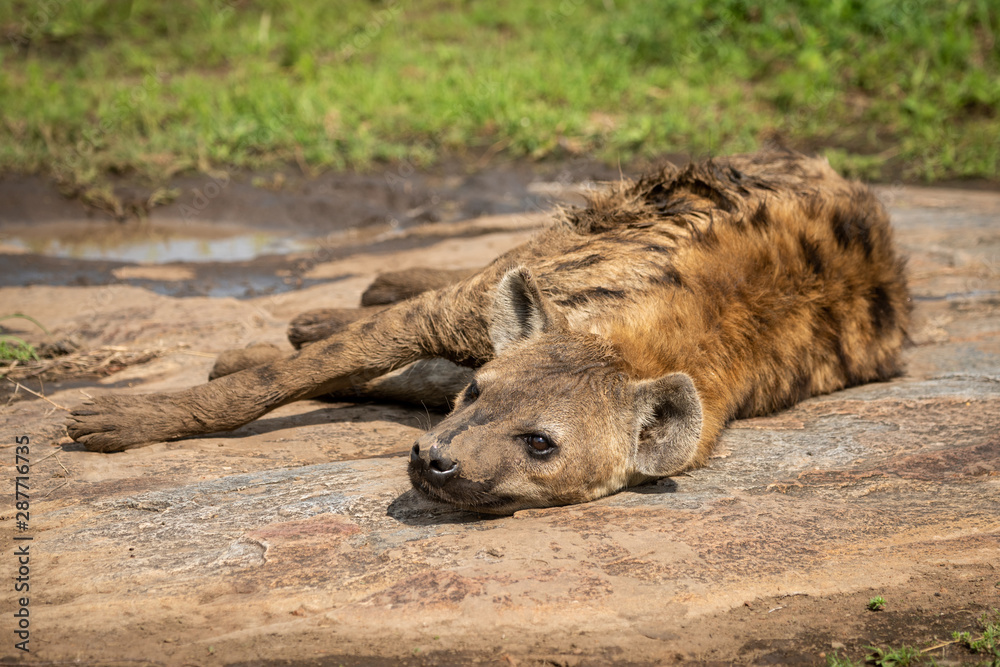 Spotted hyena lying on rock with catchlight Spotted hyena lying on rock with catchlight