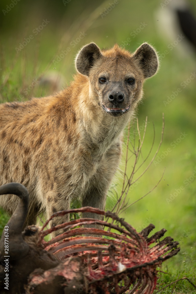 Obraz premium Spotted hyena stands over carcase eyeing camera
