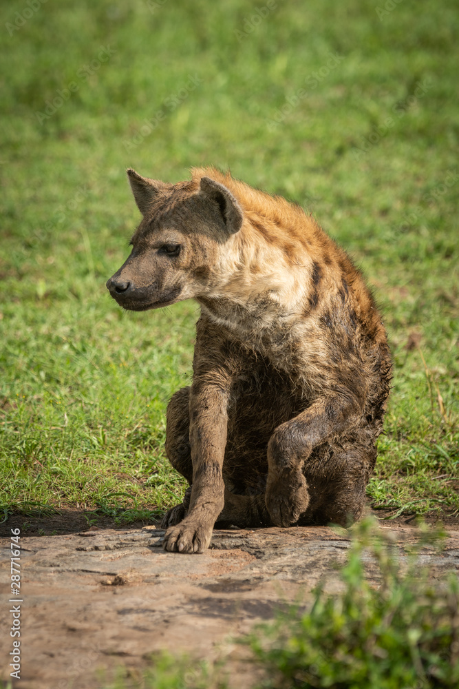 Obraz premium Spotted hyena sits on rock lifting paw