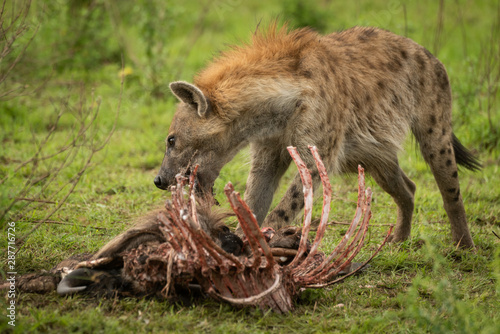 Tableau sur toile Spotted hyena stands gnawing ribcage of carcase