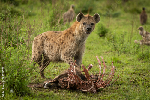 Valokuva Spotted hyena stands over kill eyeing camera