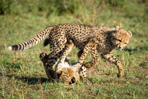 Two cheetah cubs play fighting on grass