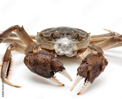Fototapeta Naklejka Na Ścianę i Meble -  Chinese crab isolated on white background