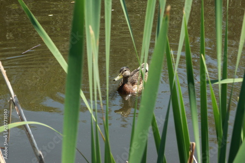 Canard dans un étang