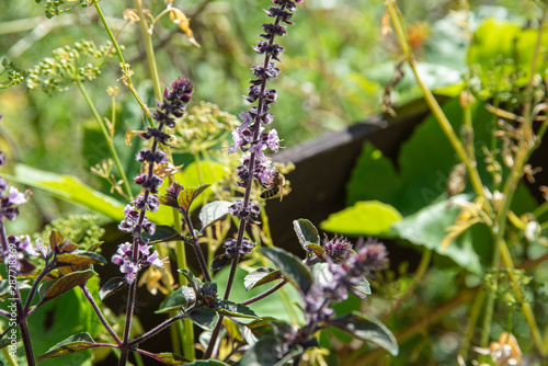 Bee on basil shrub blossom