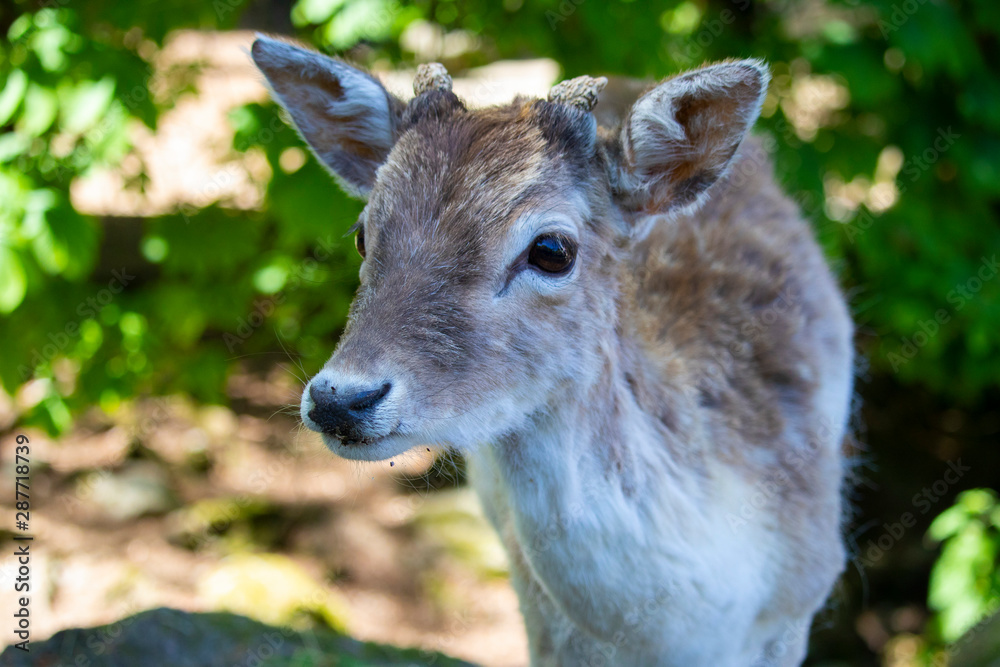 Beautiful fallow deer in zoo, piedmont, Italy Beautiful fallow deer in zoo, piedmont, Italy