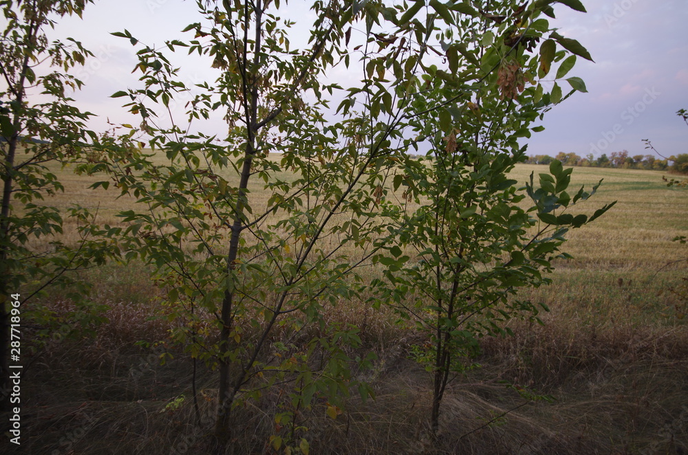 tree in the park