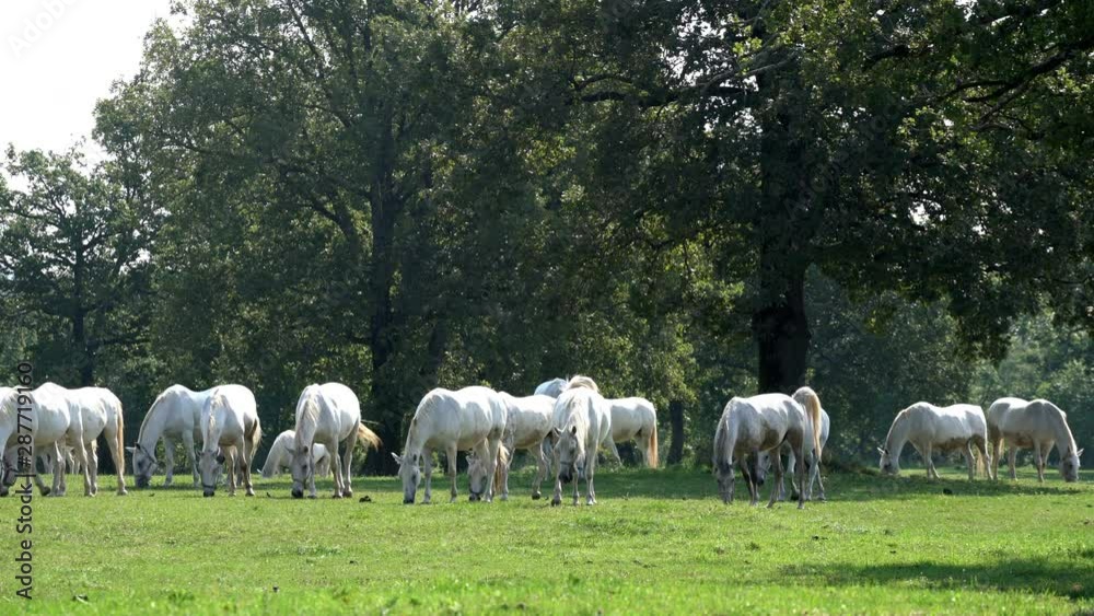 Lipizzaner horses grazing on a meadow Lipizzaner horses grazing on a meadow