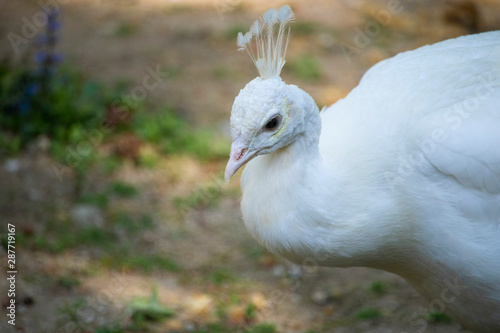majestic colorful peacock in a beautiful day