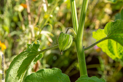 Bladder cherry in the garden still immature