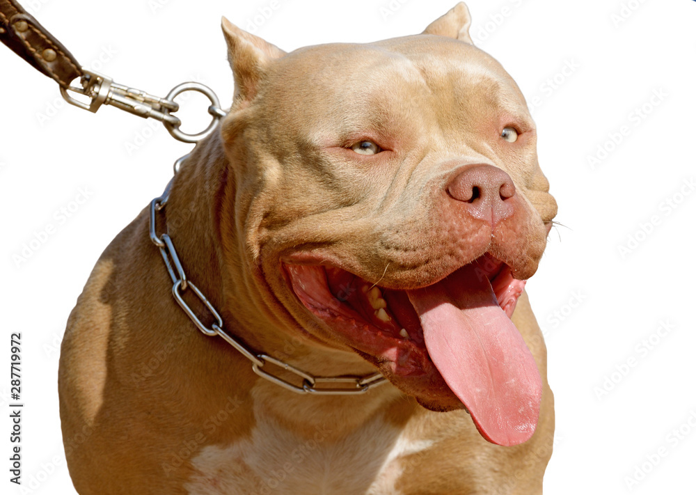 Pit bull is a service breed of dog.