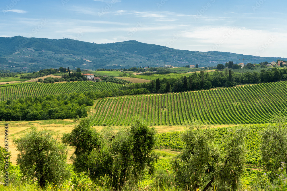 Landscape in Chianti near Lamporecchio at summer