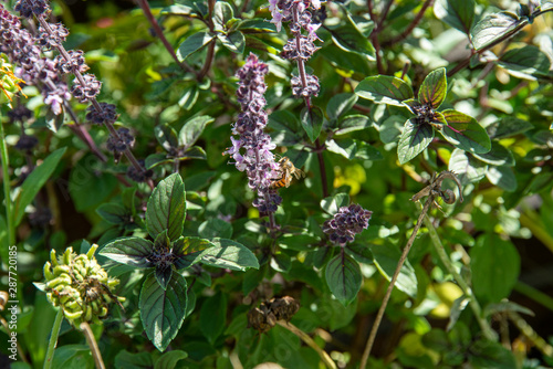 Bee on basil shrub blossom