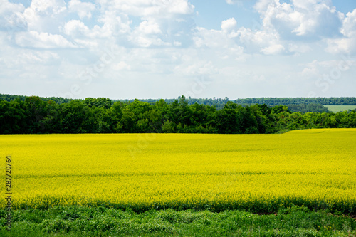 Fototapeta Naklejka Na Ścianę i Meble -  Summer panorama created by yellow rape field  against a blue sky with white clouds. Blooming yellow rapeseed field extends far beyond horizon. Huge Russian spaces planted with rapeseed.