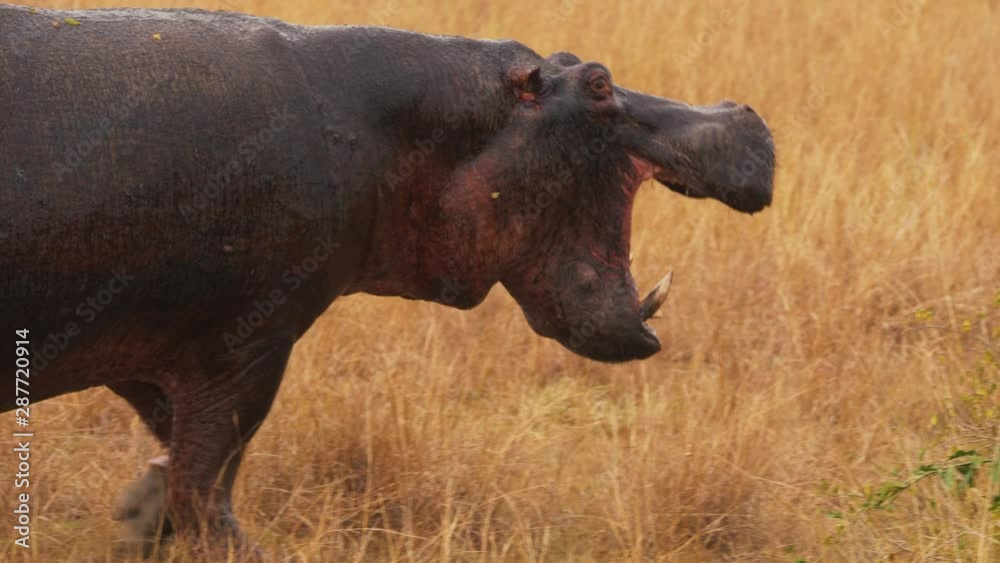 Hippo in Queen Elizabeth National Park Hippo in Queen Elizabeth National Park