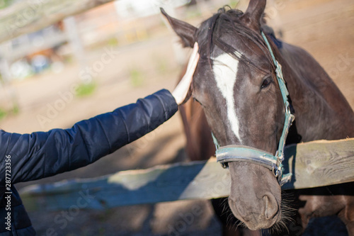 A girl stroking a horse on a farm. A horse is standing in the pen. The girl communicates with the animal.