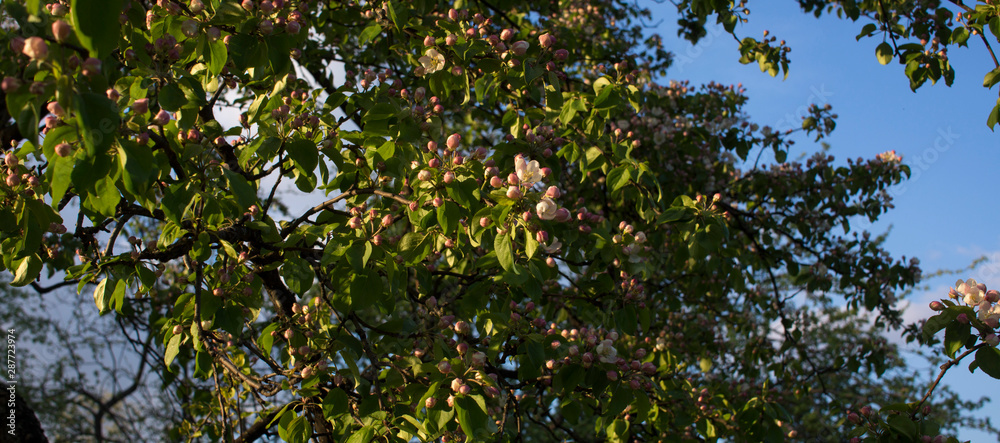 Apple trees flowers. the seed-bearing part of a plant, consisting of reproductive organs that are typically surrounded by a brightly colored corolla from petals