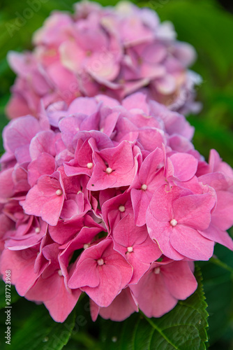 Hydrangea shrub in the garden