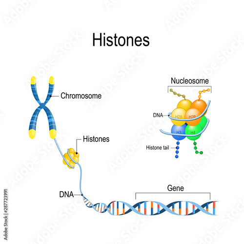 Histones close up. Organization and packaging of genetic material (DNA) in Chromosome