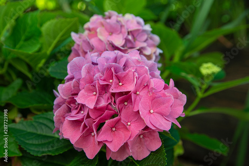Hydrangea shrub in the garden