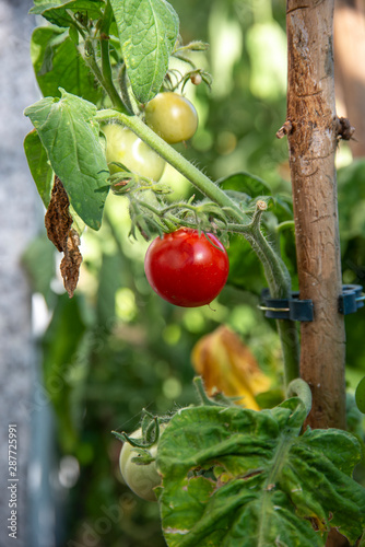 Fresh tomatoes in the garden