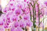 Pink orchid, moon Phalaenopsis in botanical orchid farm.