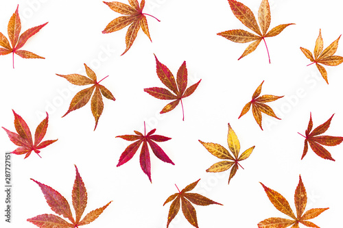 Autumn pattern of fall marple leaves on white background. Flat lay, top view.