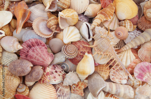 Many tropical seashells as background