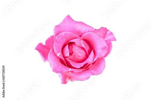 Pinkl rose flower. Detailed retouch