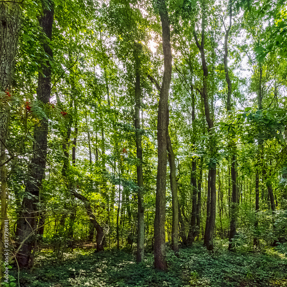 Polish wild forest - Kampinos National Park, Poland Polish wild forest - Kampinos National Park, Poland