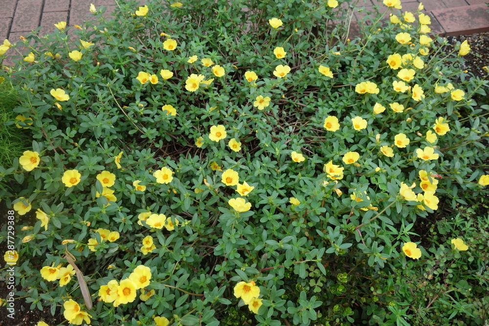 公園に咲いた黄色のポーチュラカの花