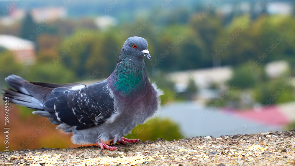 Pigeons close-up on a combined background Pigeons close-up on a combined background
